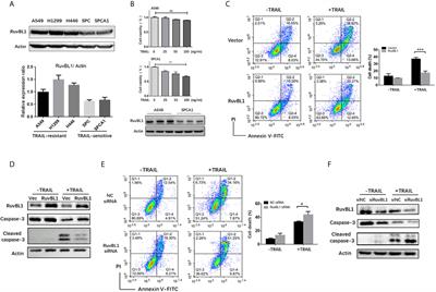 RuvBL1 Maintains Resistance to TRAIL-Induced Apoptosis by Suppressing c-Jun/AP-1 Activity in Non-Small Cell Lung Cancer